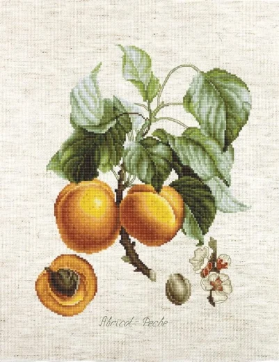 Luca-S - Abricot-Peche
