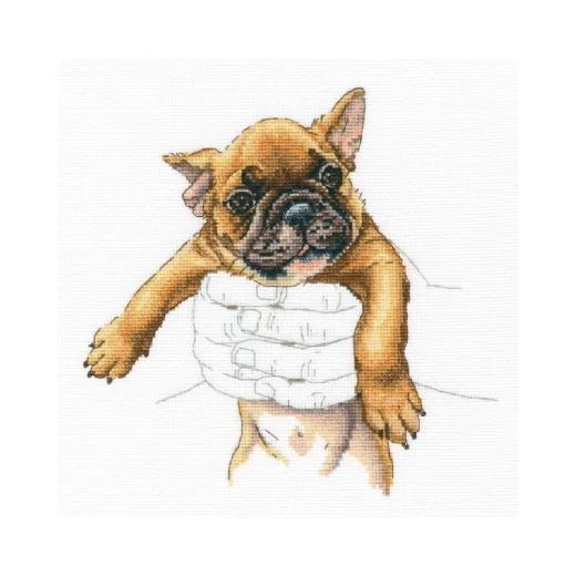 RTO - In Palms - French Bulldog