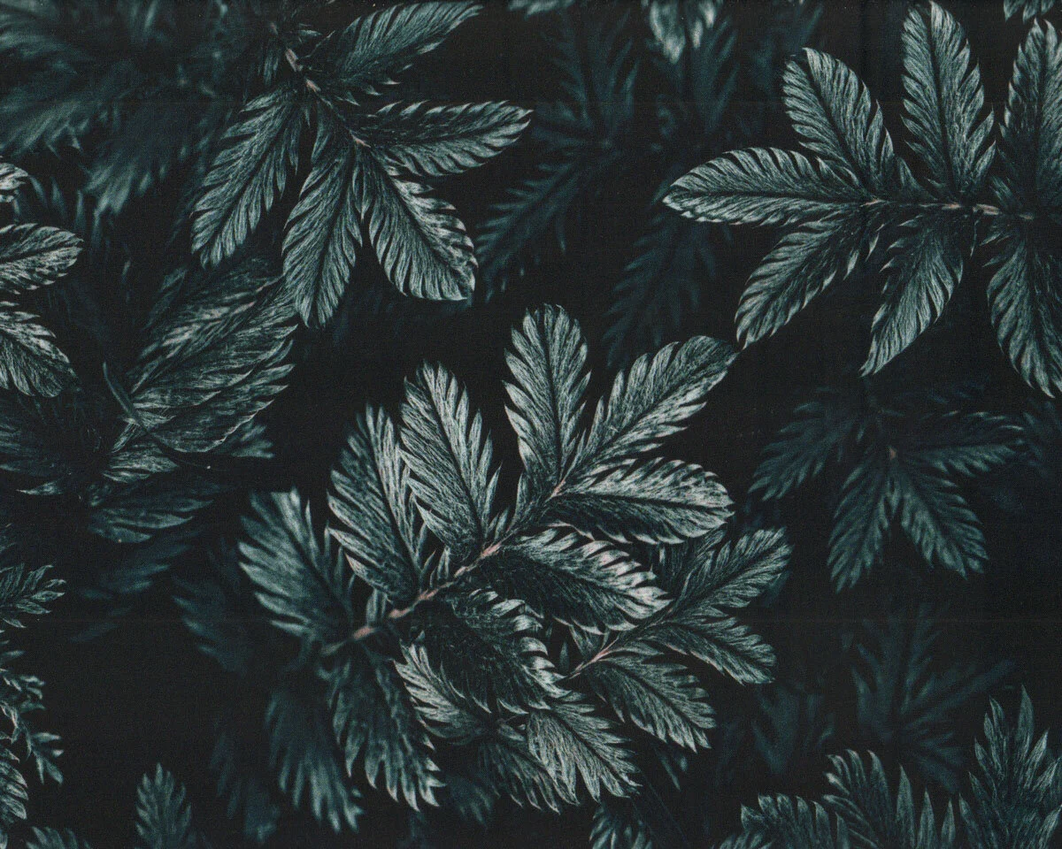 Viskosestoff DARK LEAVES, Blätter, schwarzblau, Thorsten Berger